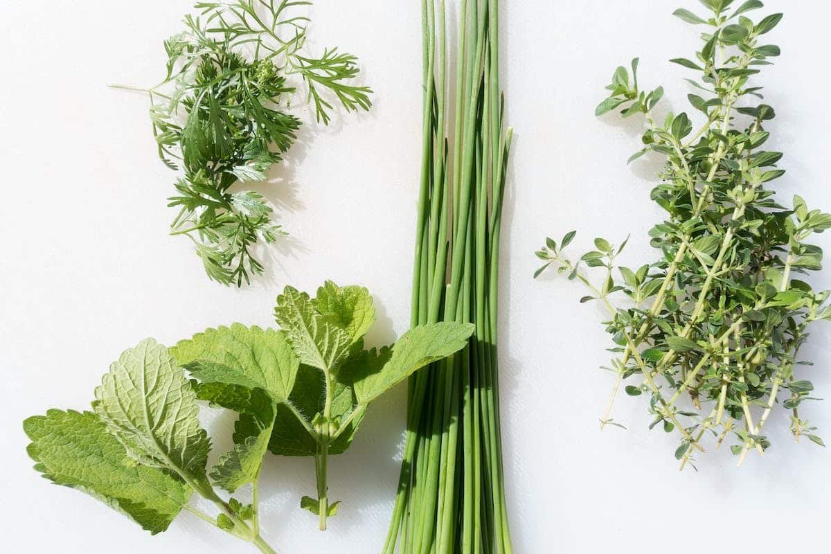 Conserver ses herbes fraîches les méthodes incontournables pour en